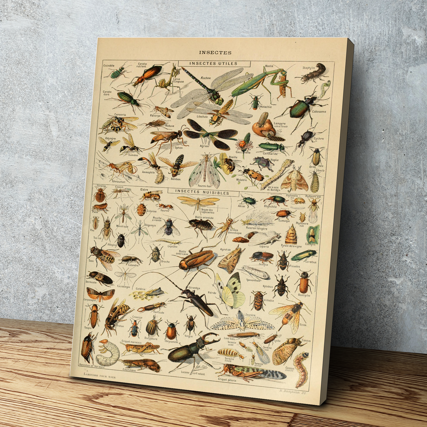 Vintage Science Print 1909 - Adolphe Millot Poster Insect Poster Home Decor Larousse Illustrations Gift Idea - Living Room Prints