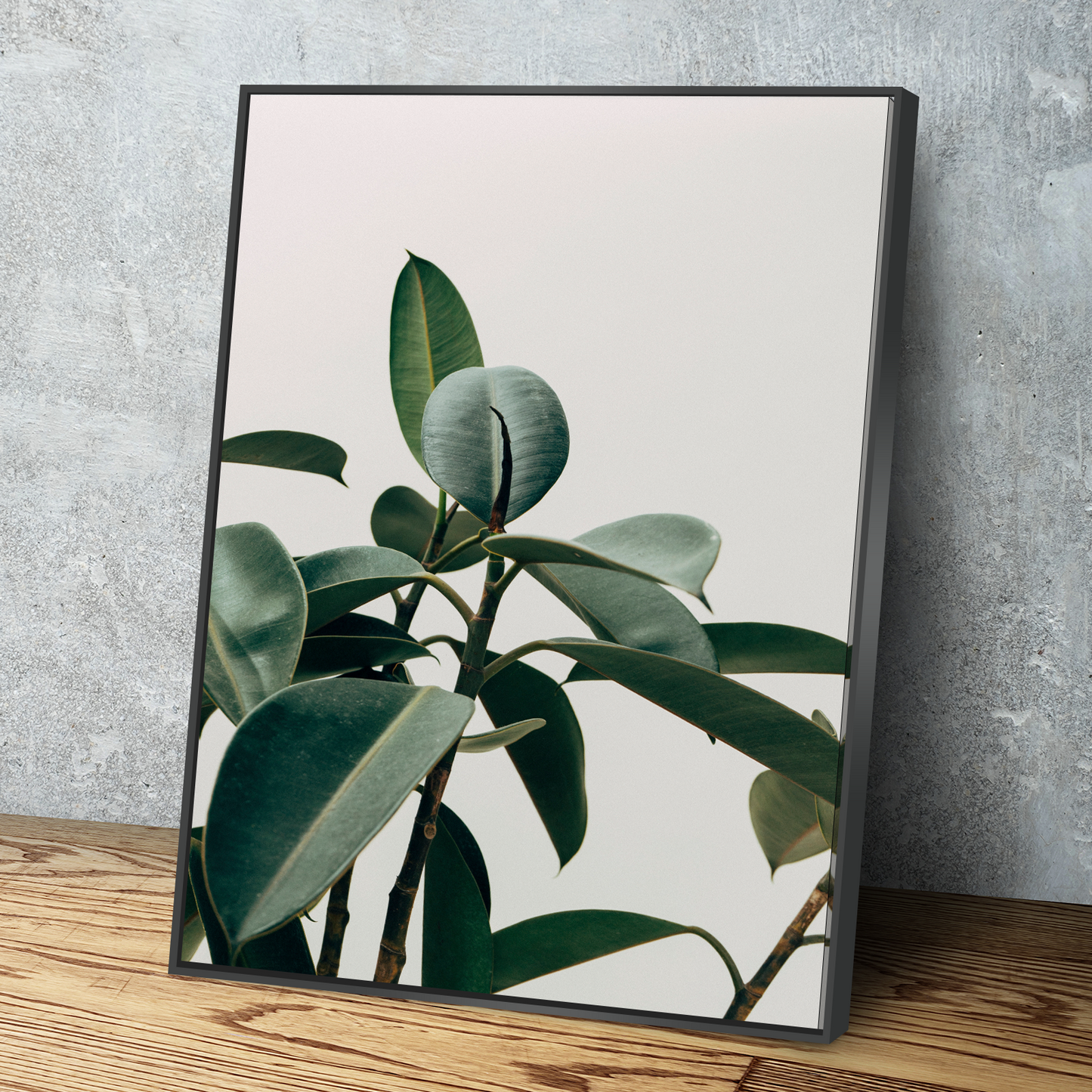 Close up of indoor Rubber Plant Portrait Bathroom Wall Art | Bathroom Wall Decor | Bathroom Canvas Art Prints | Canvas Wall Art