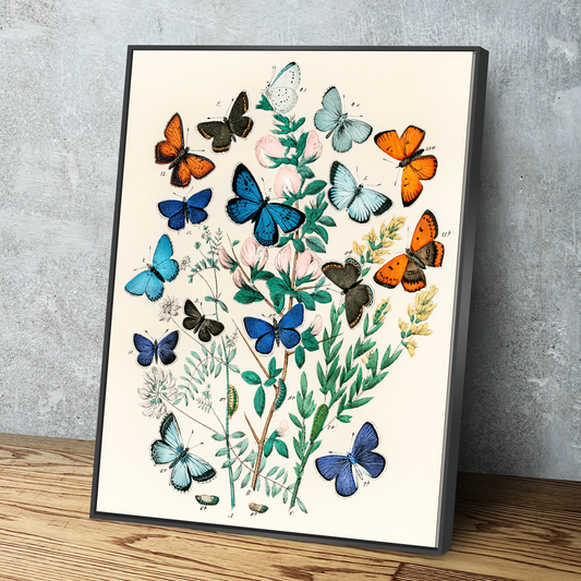 European Butterflies and Moths by William Forsell Kirby Art Print Portrait Vintage Poster Canvas Wall Art Décor Gift